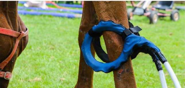 Equine Health e1762940611207