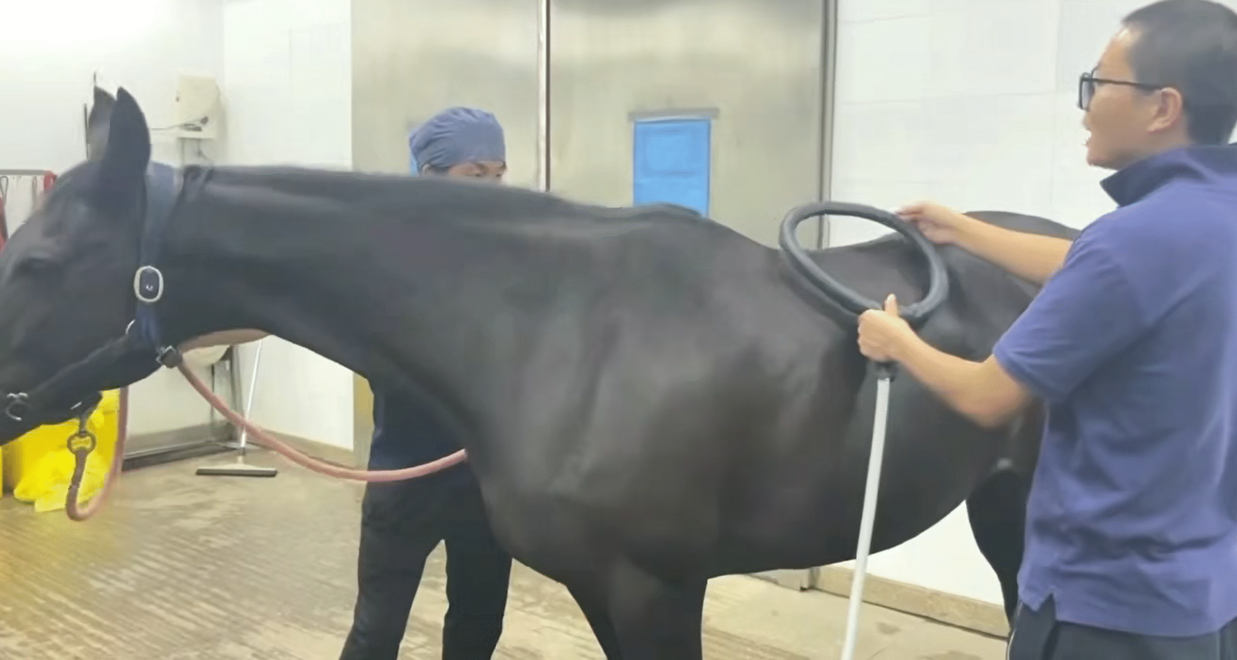 Horse Therapy scaled e1762940374486