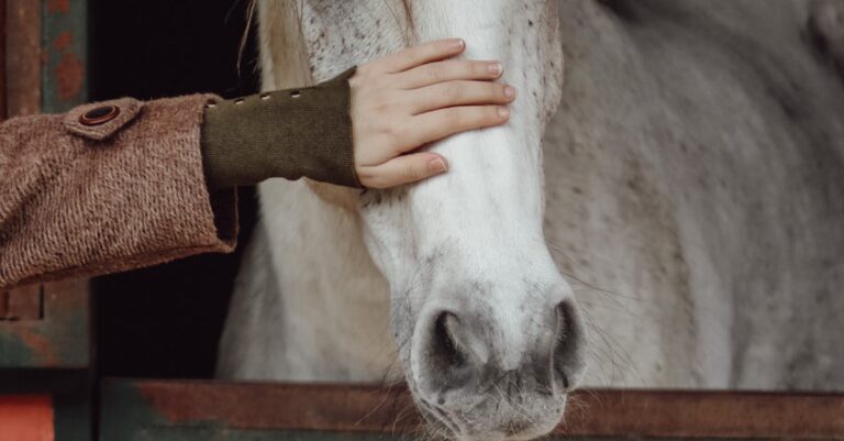 Essential Benefits of PEMF Therapy in Horse Daily Care 3 A person gently pats a white horse's head in a rustic stable setting.